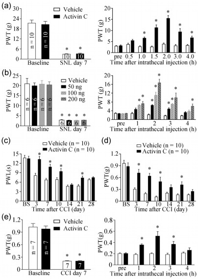 Application of cytokine activin C in treatment of neuropathic pain