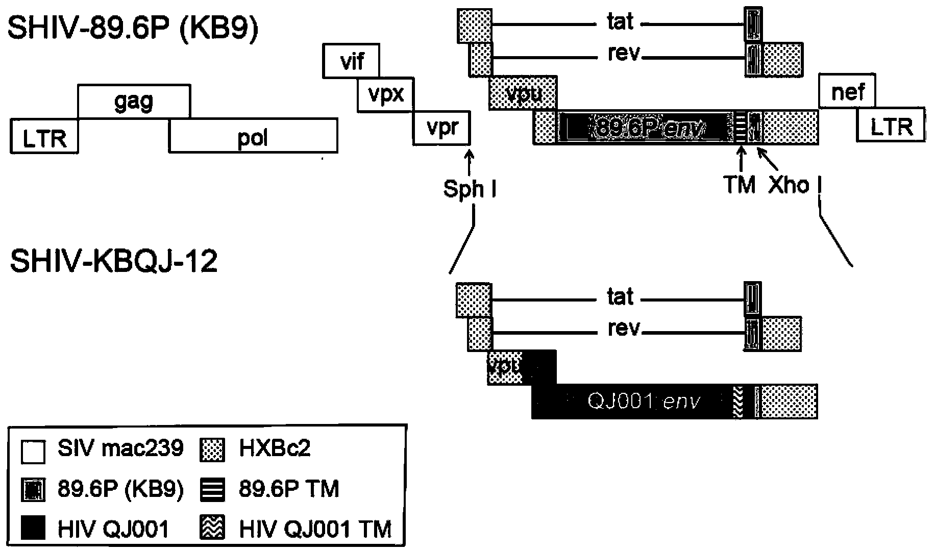 Construction and application of SHIV (simian/human immunodeficiency virus) infectious clone