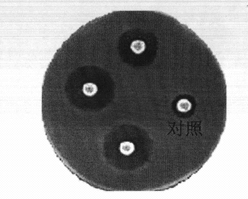 Streptomyces fungicidious mutant strain and application thereof