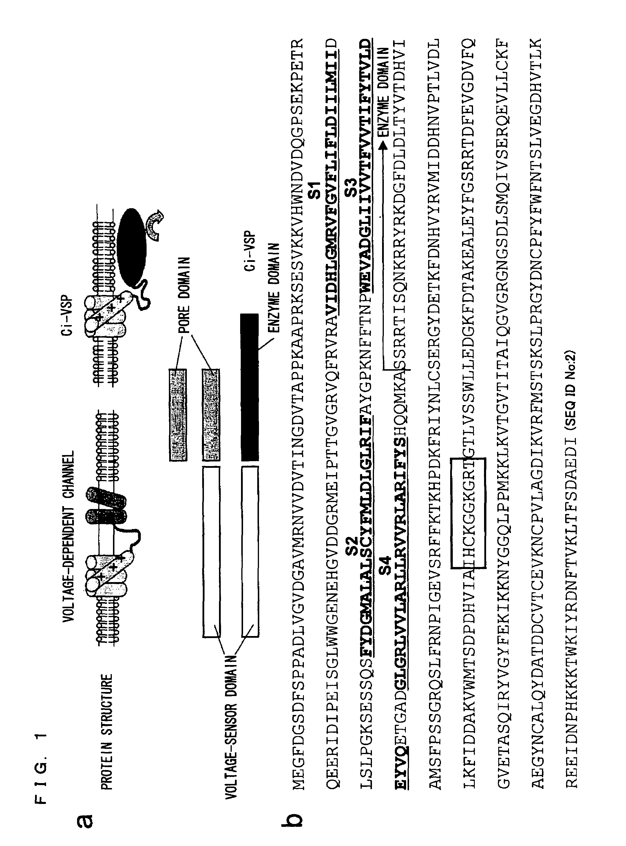 Ion channel-like polypeptide and use thereof