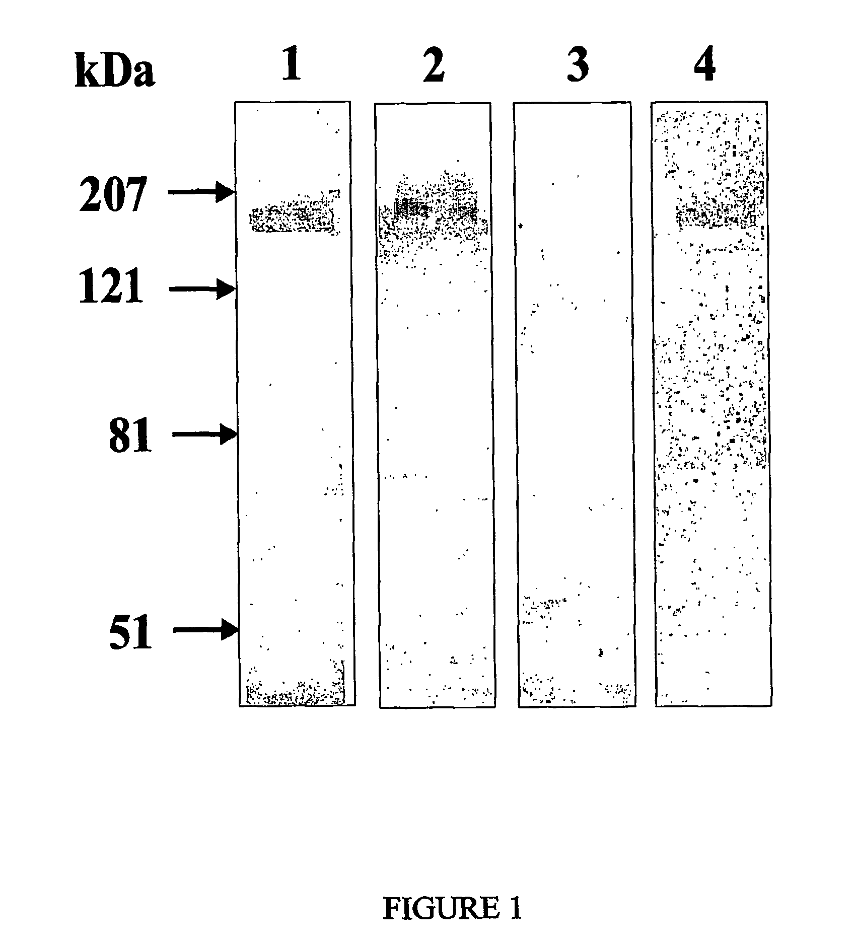 Human mini-antibody cytotoxic for tumor cells which express the ErbB2 receptor