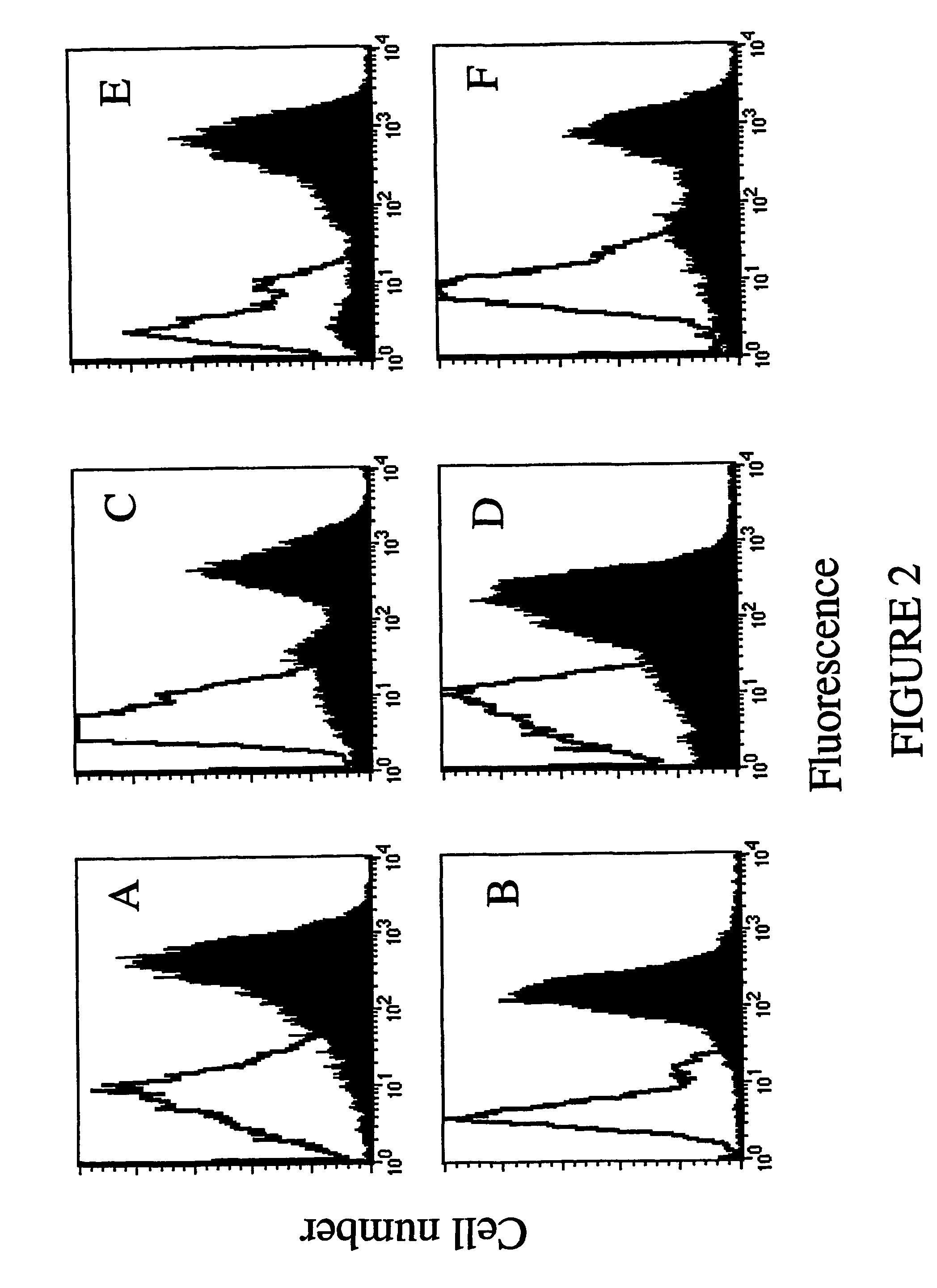 Human mini-antibody cytotoxic for tumor cells which express the ErbB2 receptor