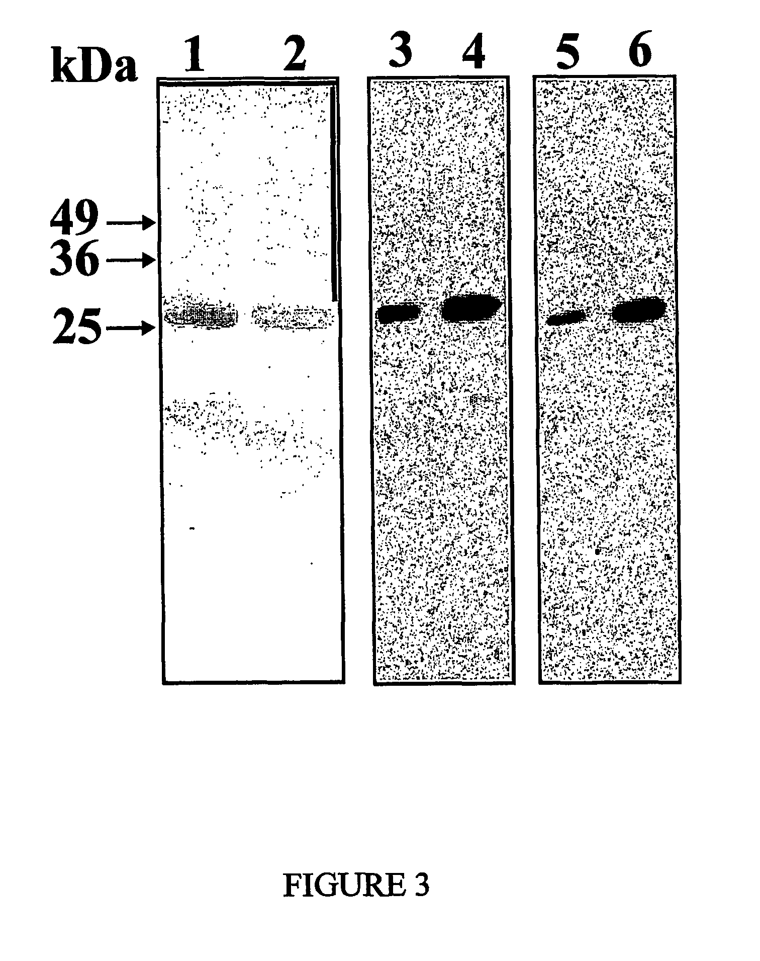 Human mini-antibody cytotoxic for tumor cells which express the ErbB2 receptor