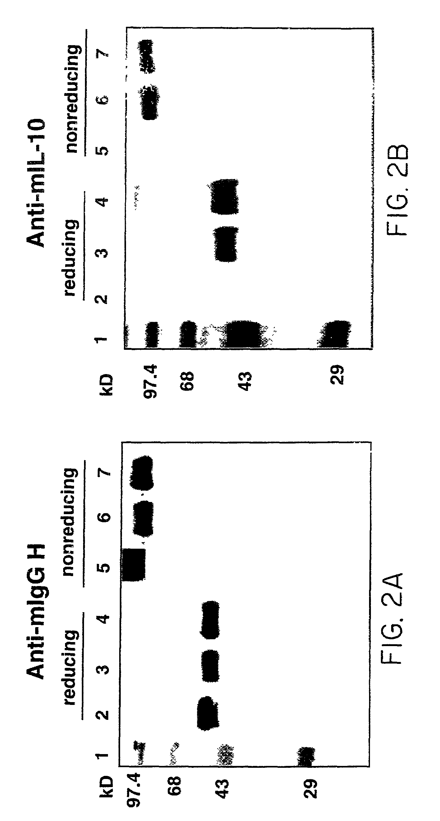 Chimeric IL-10