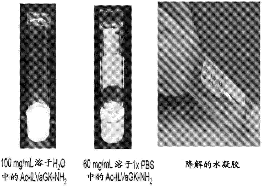 Self-assembling ultrashort aliphatic depsipeptides for biomedical applications