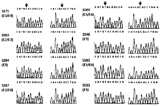 Primer and probe combination for human apolipoprotein E (ApoE) gene typing, and using method of primer and probe combination