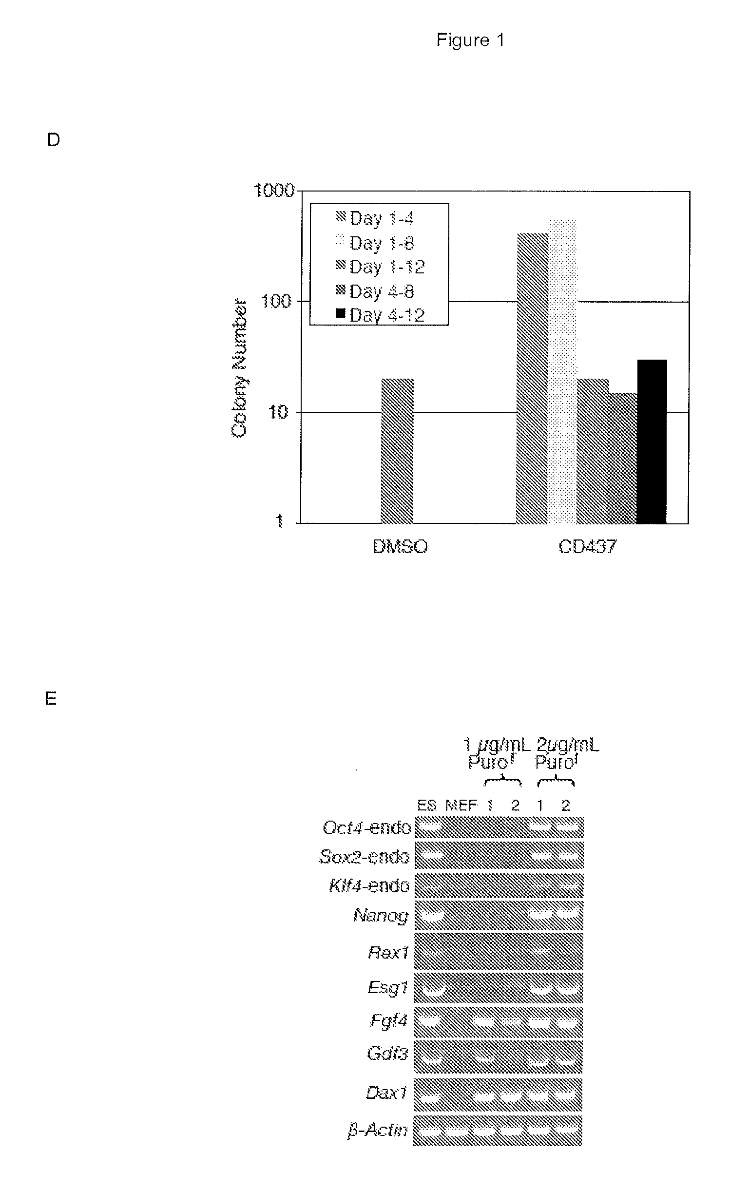 Cells and methods for obtaining them