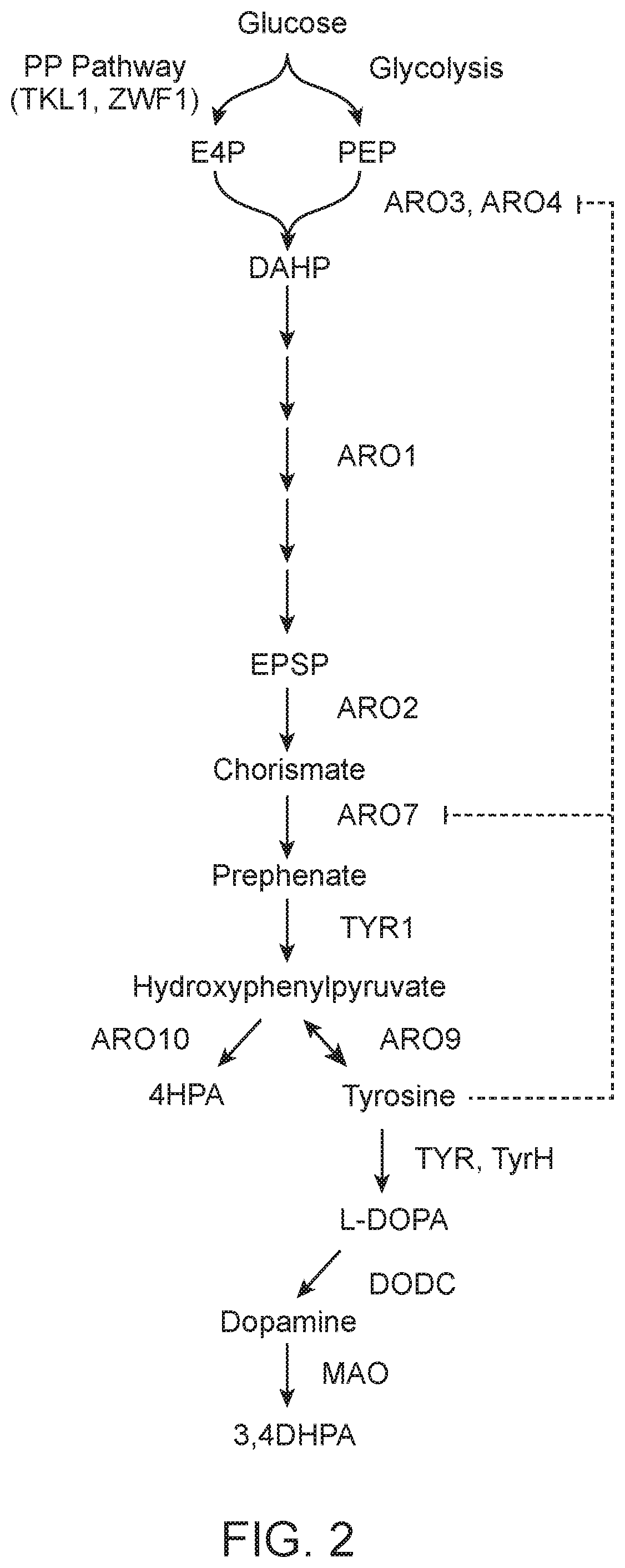 Methods of producing nor-opioid and nal-opioid benzylisoquinoline alkaloids