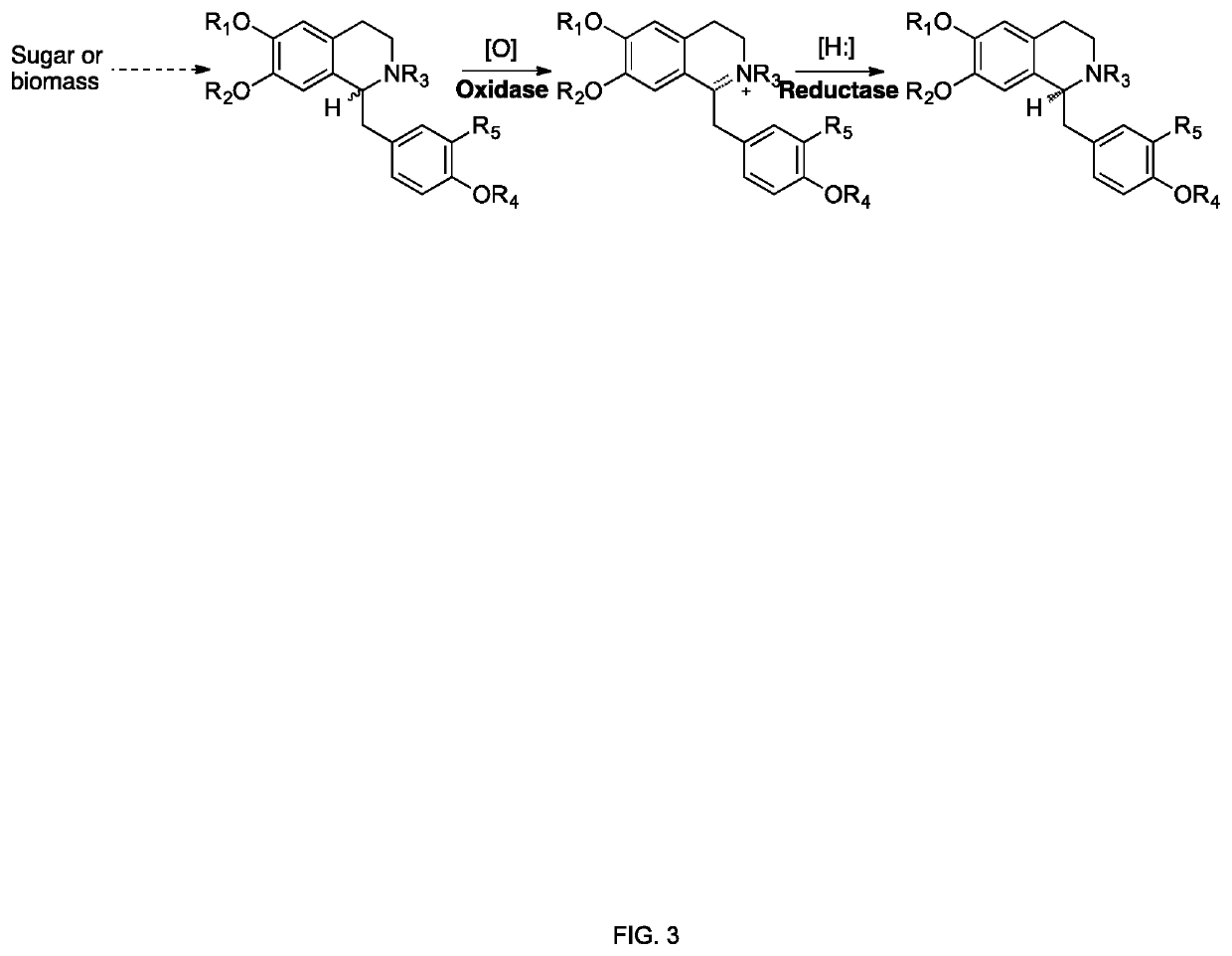 Methods of producing nor-opioid and nal-opioid benzylisoquinoline alkaloids