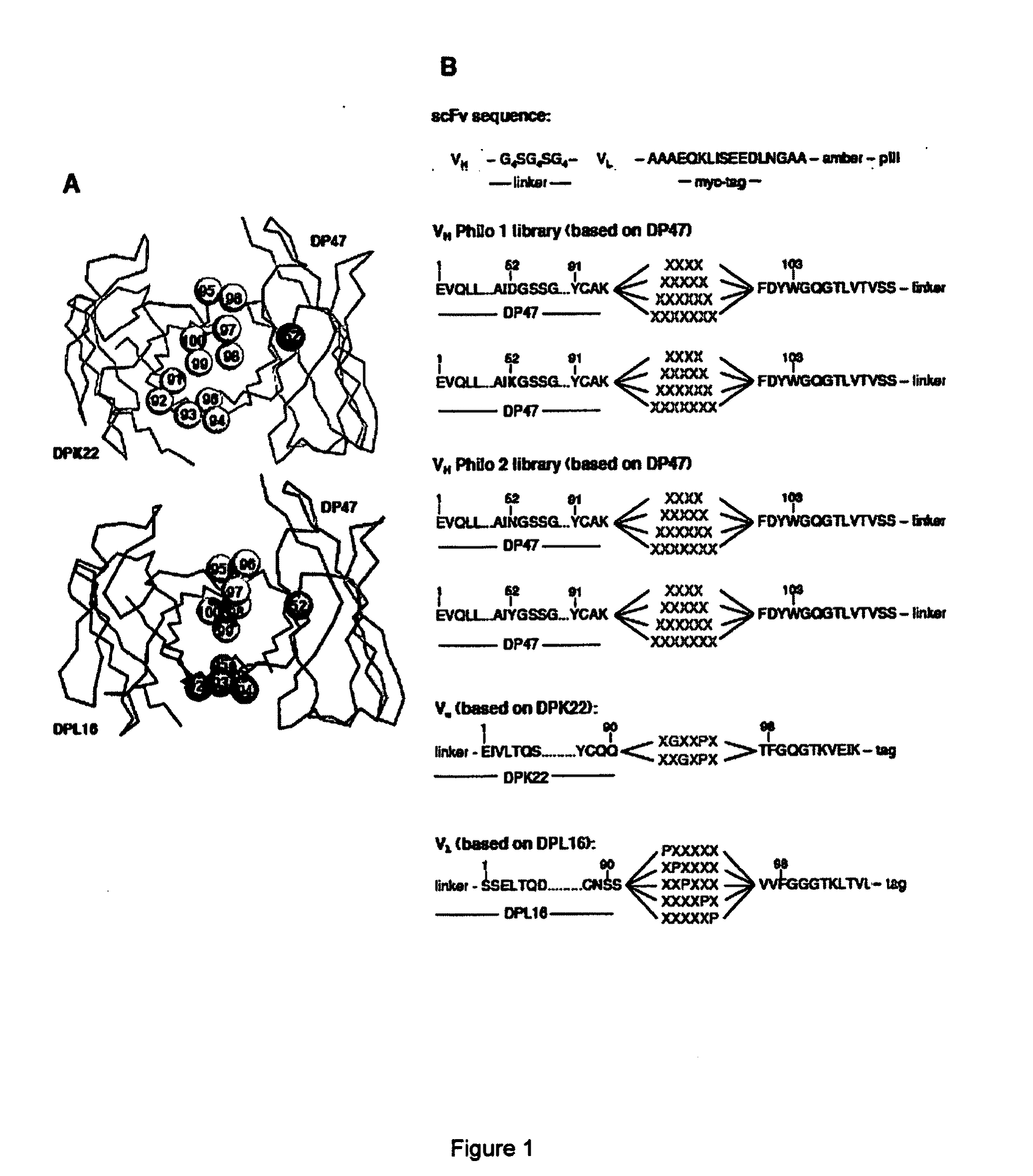 Display Library for Antibody Selection