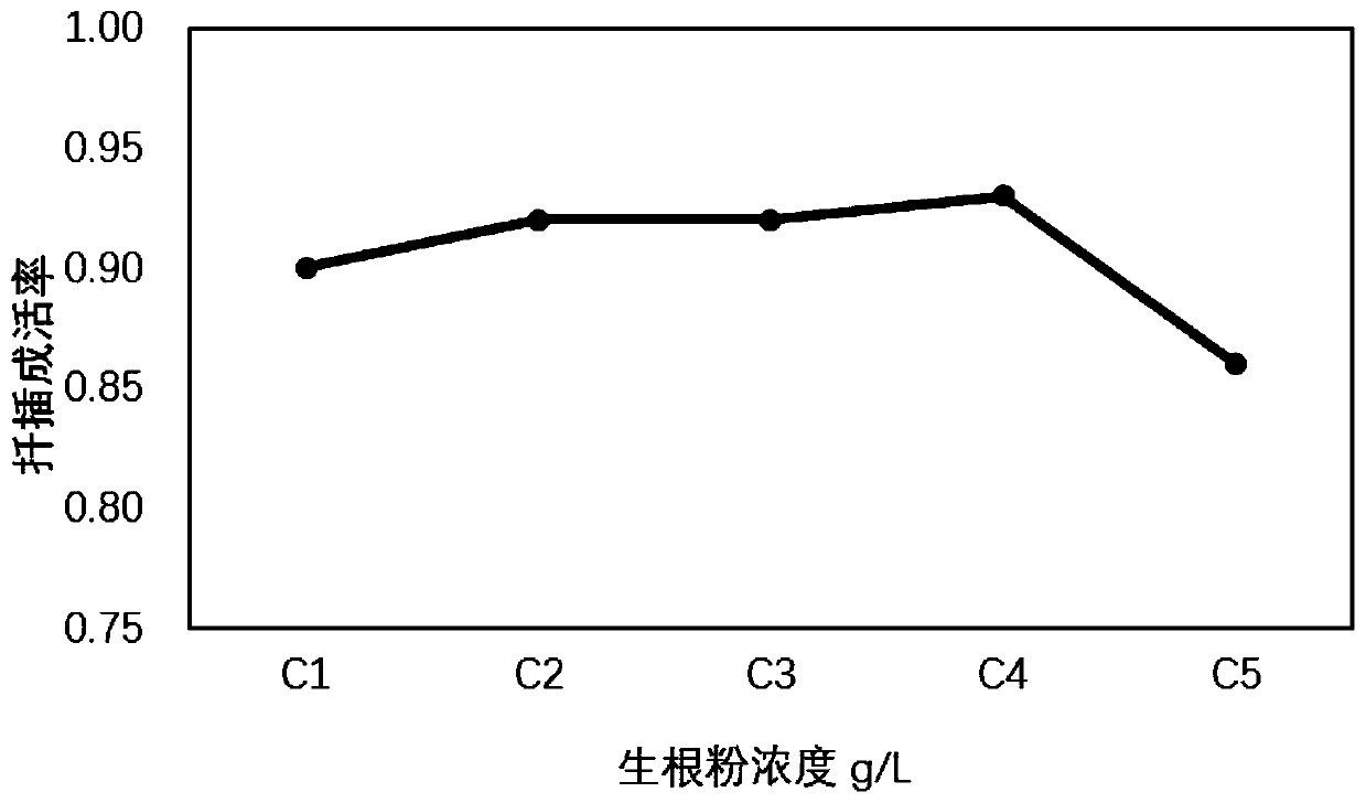 Cutting seedling culture method of pileostegia viburnoides under subtropical high-altitude climatic conditions