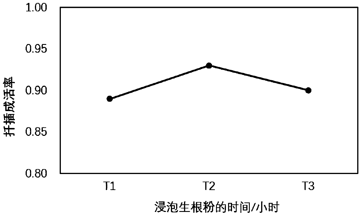 Cutting seedling culture method of pileostegia viburnoides under subtropical high-altitude climatic conditions