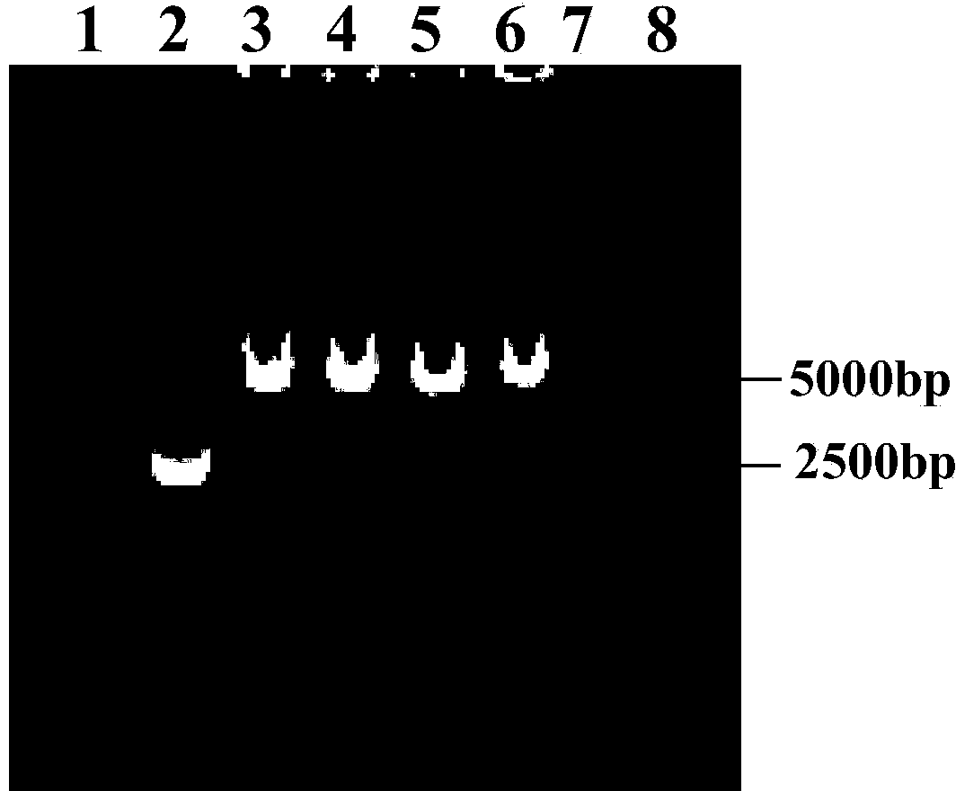 Recombinant virus for expressing swine fever virus E2 gene, and preparation method and application thereof