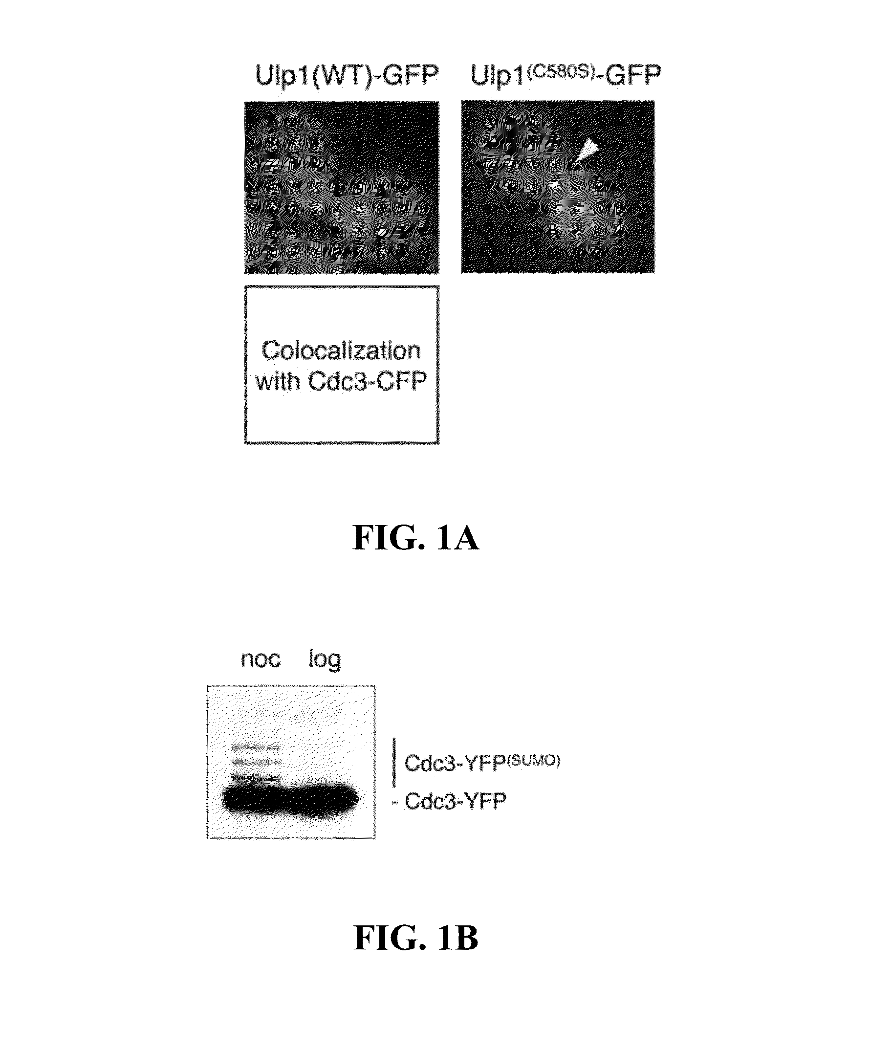 Sumo-specific affinity tag