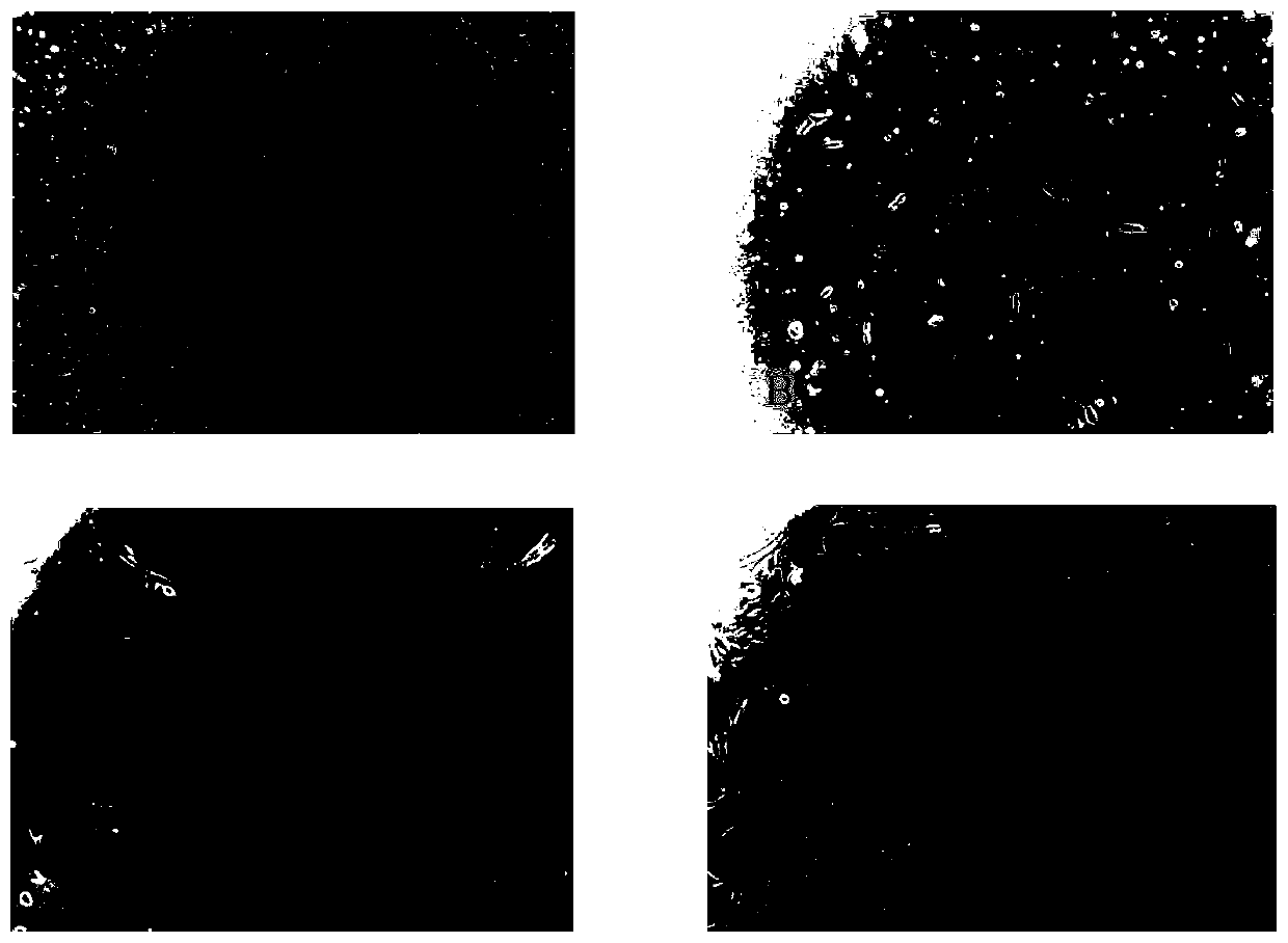 Isolated culture method of horse skeletal muscle satellite cells