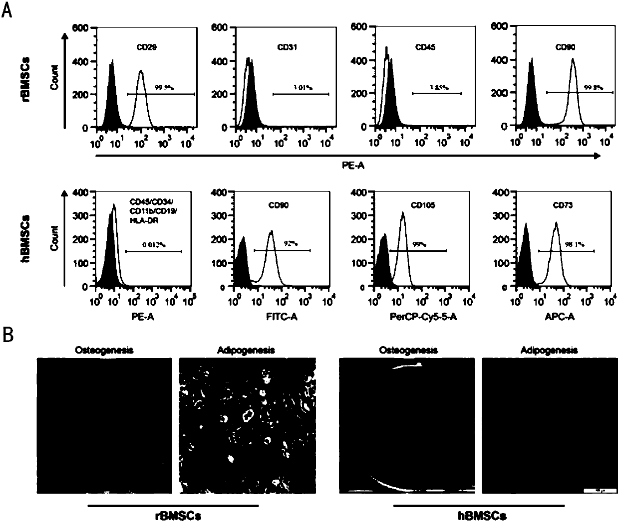 Application of aloin in improvement of osteogenic capability of bone mesenchymal stem cell