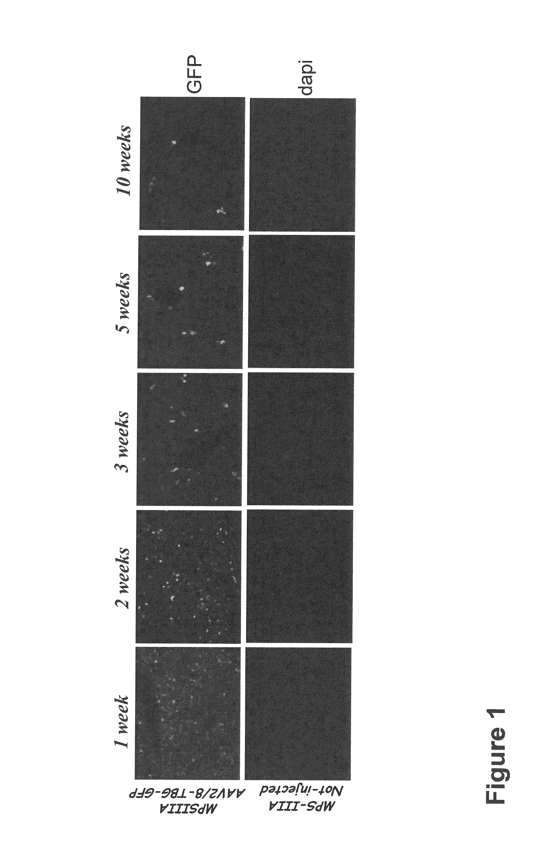 Therapeutic strategies to treat CNS pathology in mucopolysaccharidoses