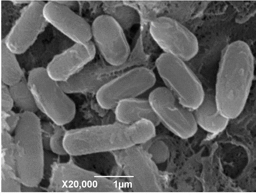 Preparation method and applications of wild jujube endophytic bacillus amyloliquefaciens new strain SZ23 and fermentation broth