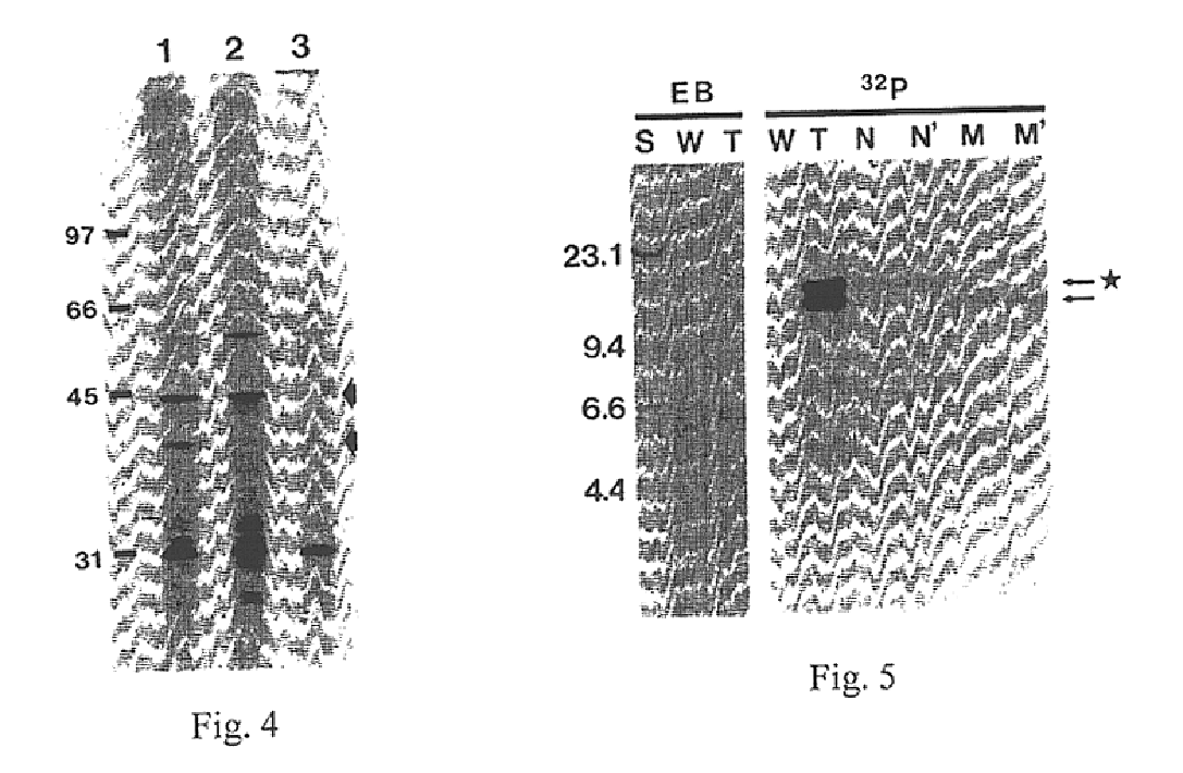 Hyaluronate synthase gene and uses thereof