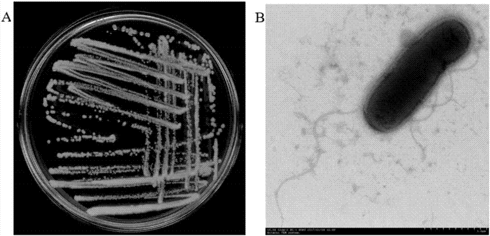 Strain capable of degrading pyrethroid insecticide residues and application of strain