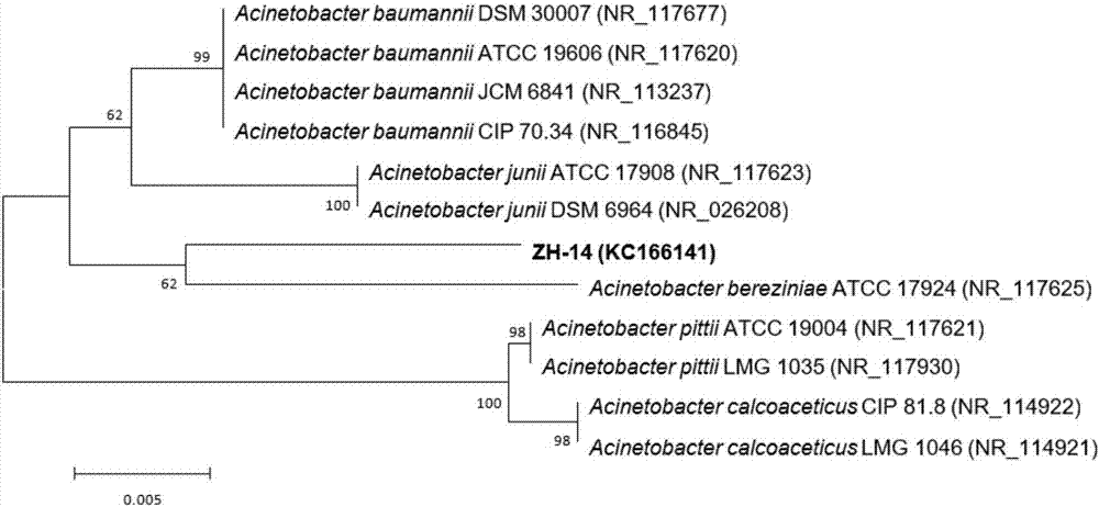 Strain capable of degrading pyrethroid insecticide residues and application of strain