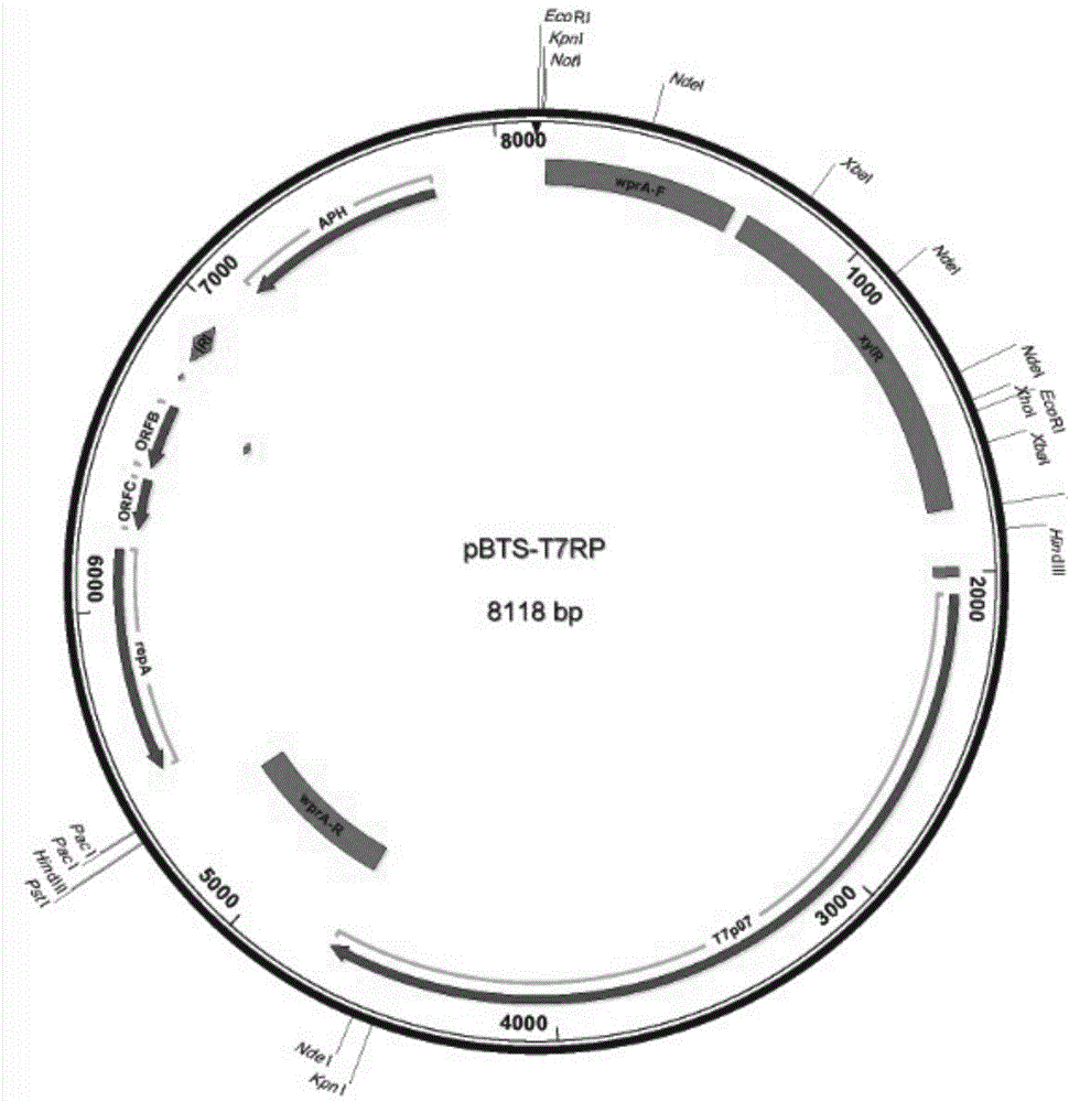 Nonreactive expression system based on bacillus subtilis and construction method