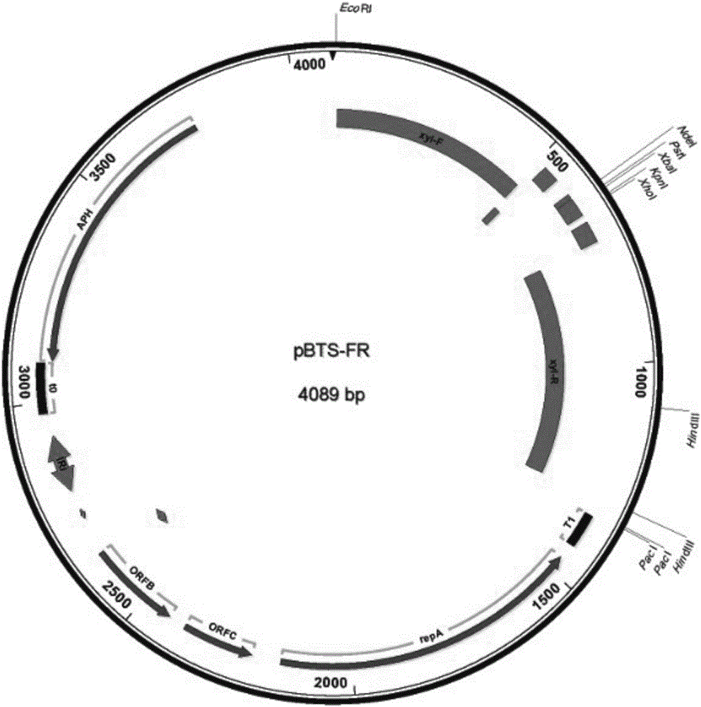 Nonreactive expression system based on bacillus subtilis and construction method