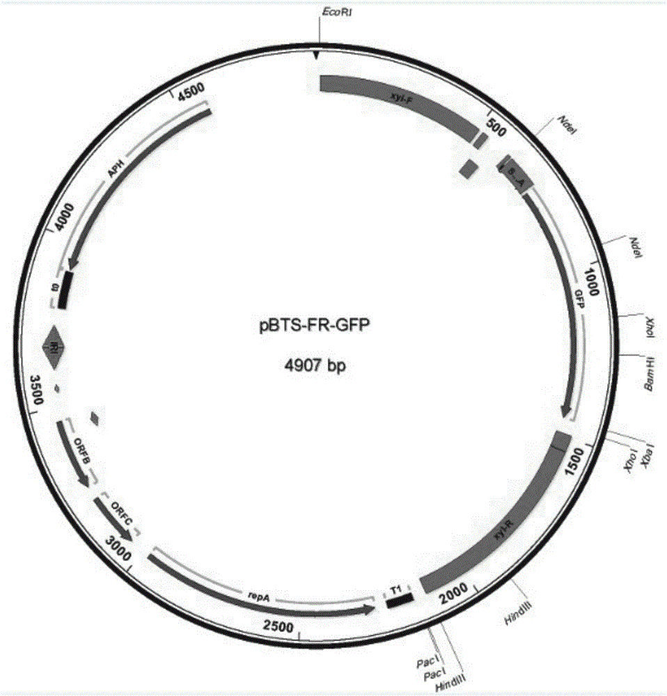 Nonreactive expression system based on bacillus subtilis and construction method