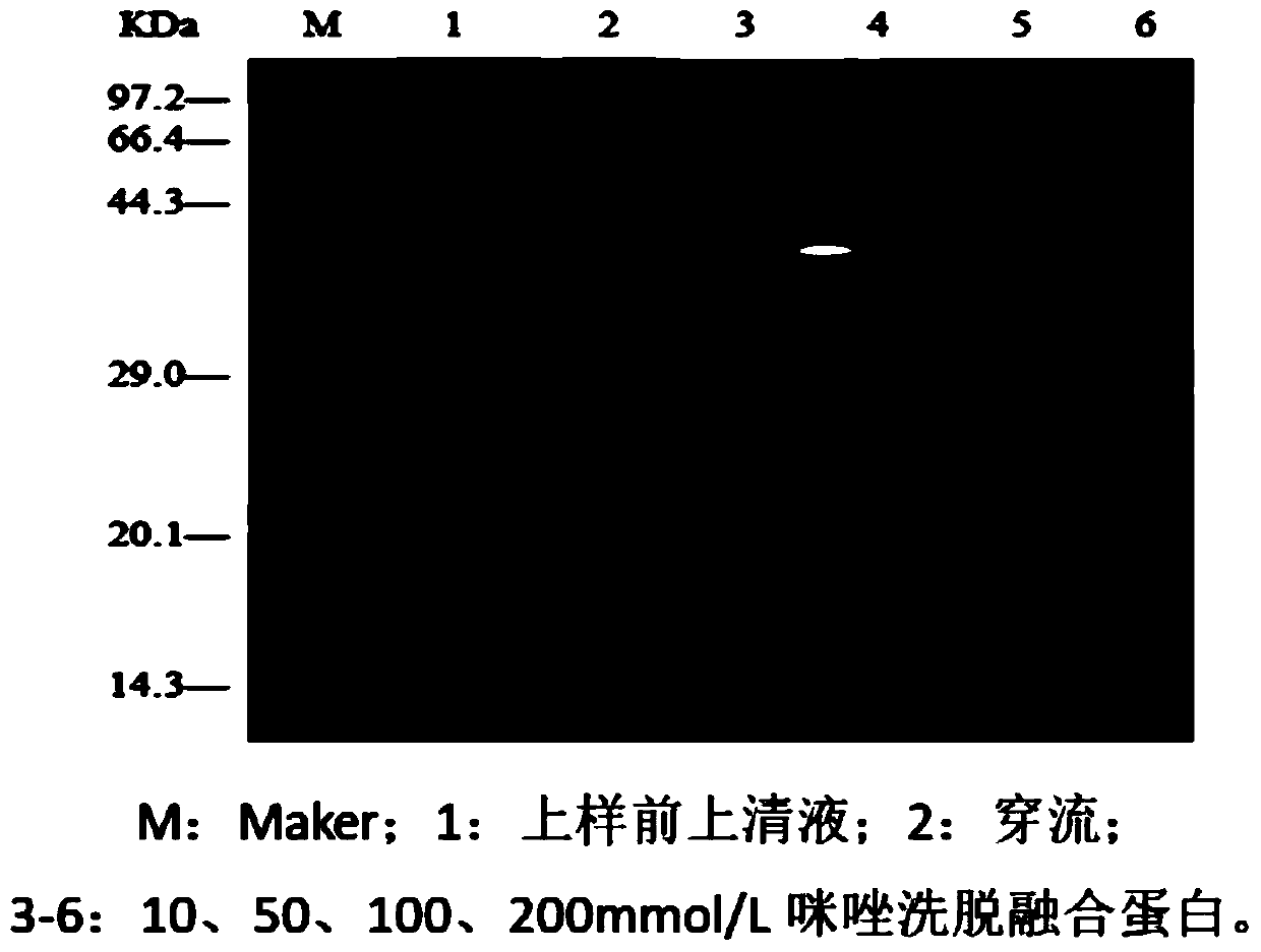 Fusion expression and purification method of cecropin antibacterial peptide