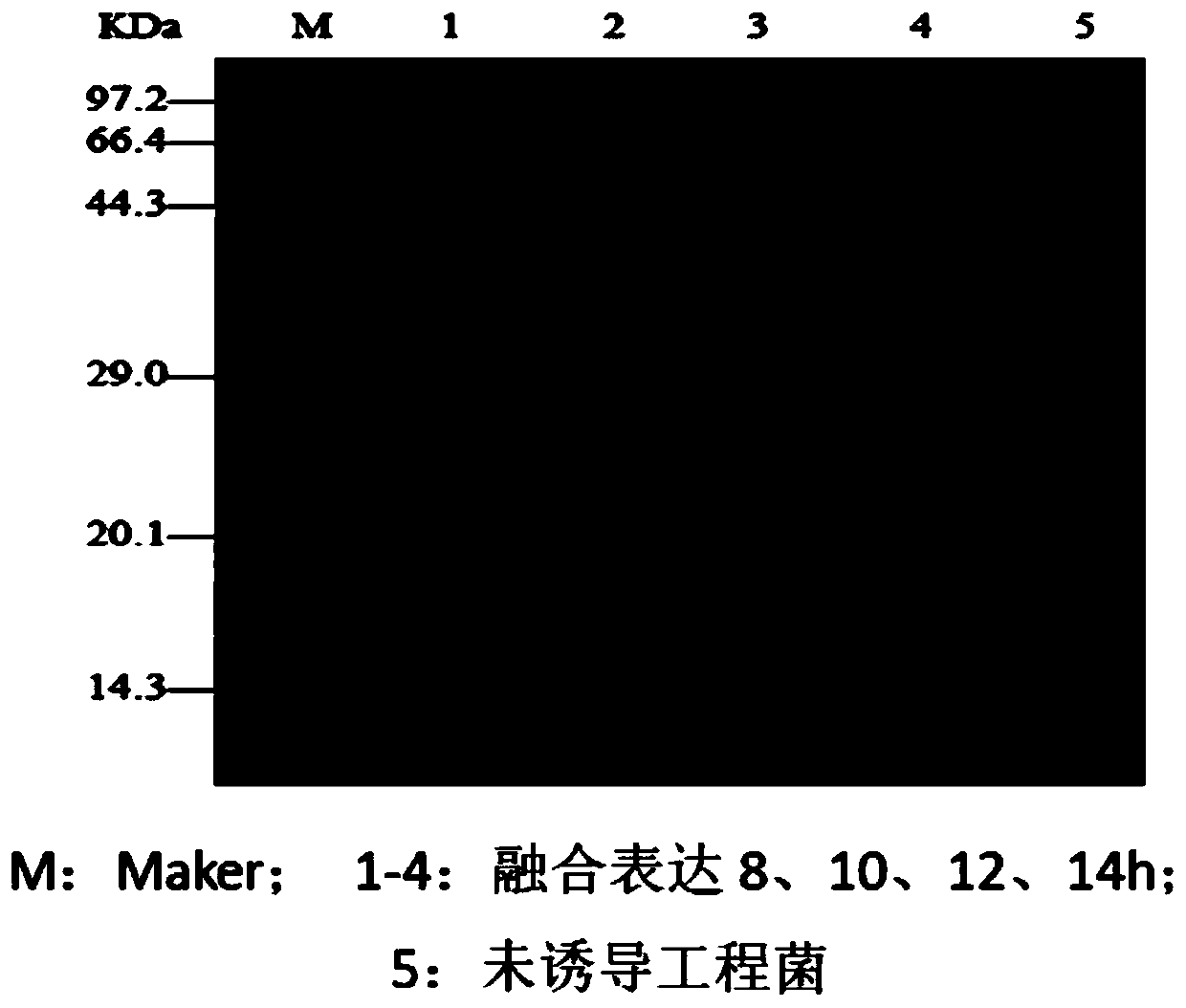 Fusion expression and purification method of cecropin antibacterial peptide