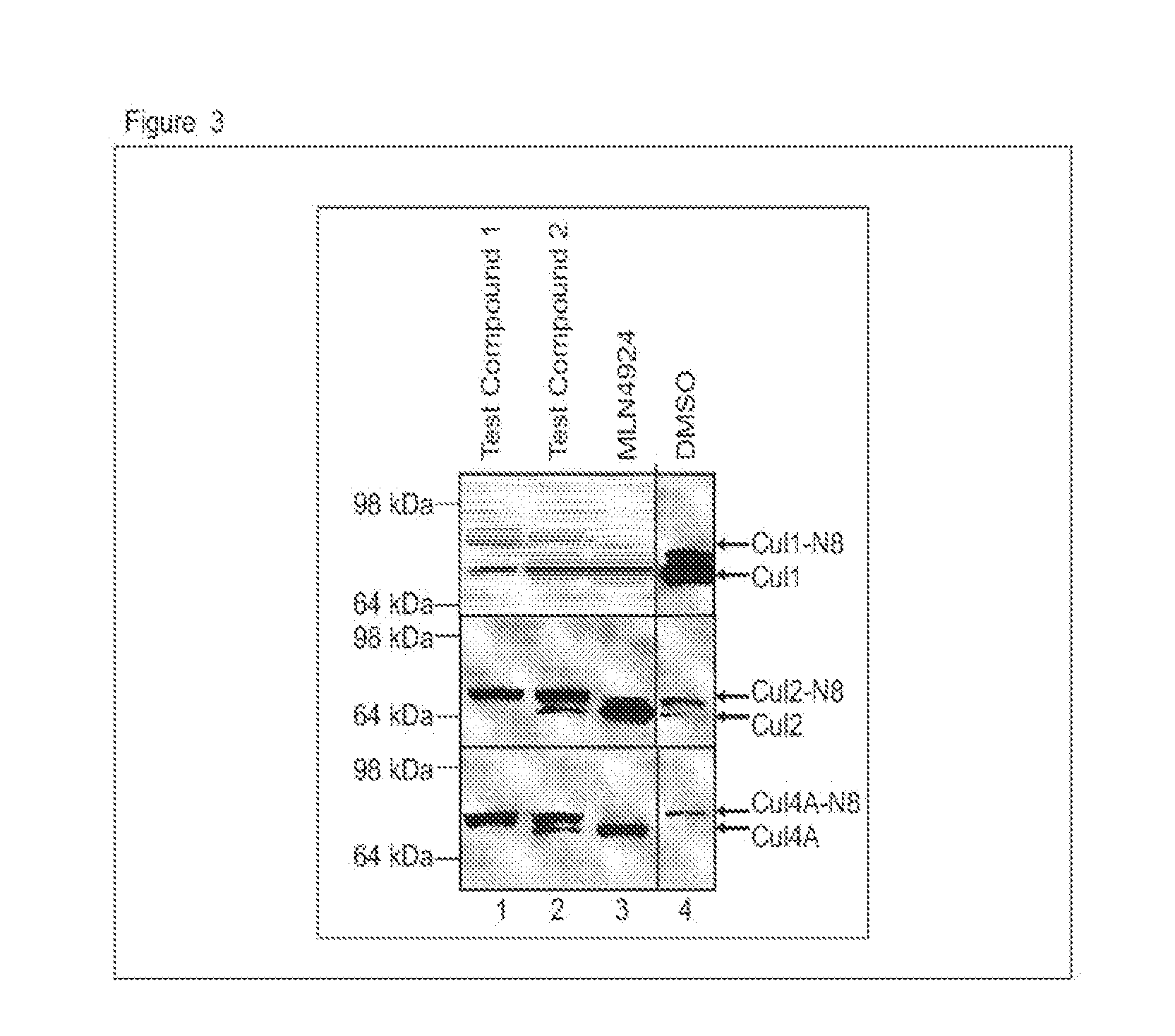 Compositions and methods for jamm protein inhibition