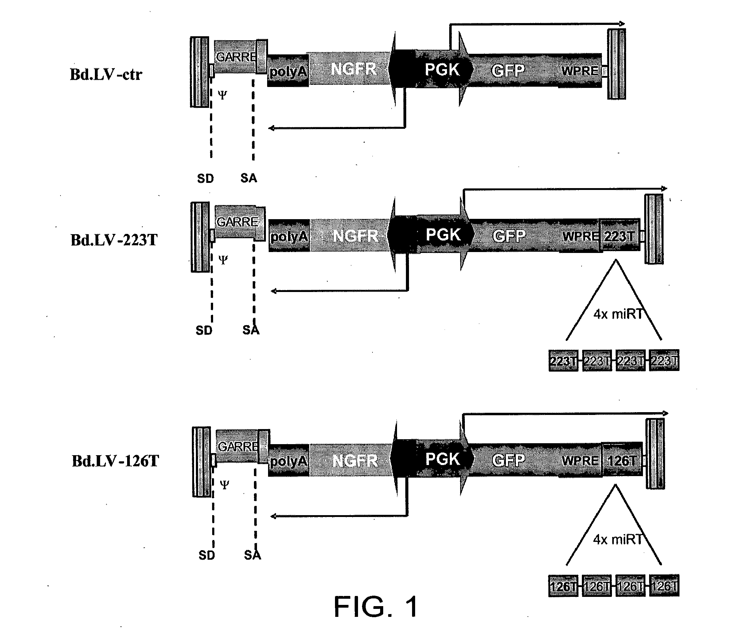 Gene vector