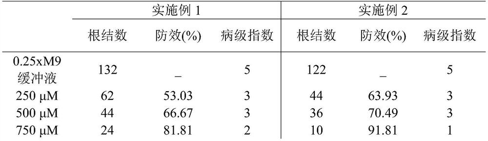 New Application of Chloroquine in Controlling Root Knot Nematode