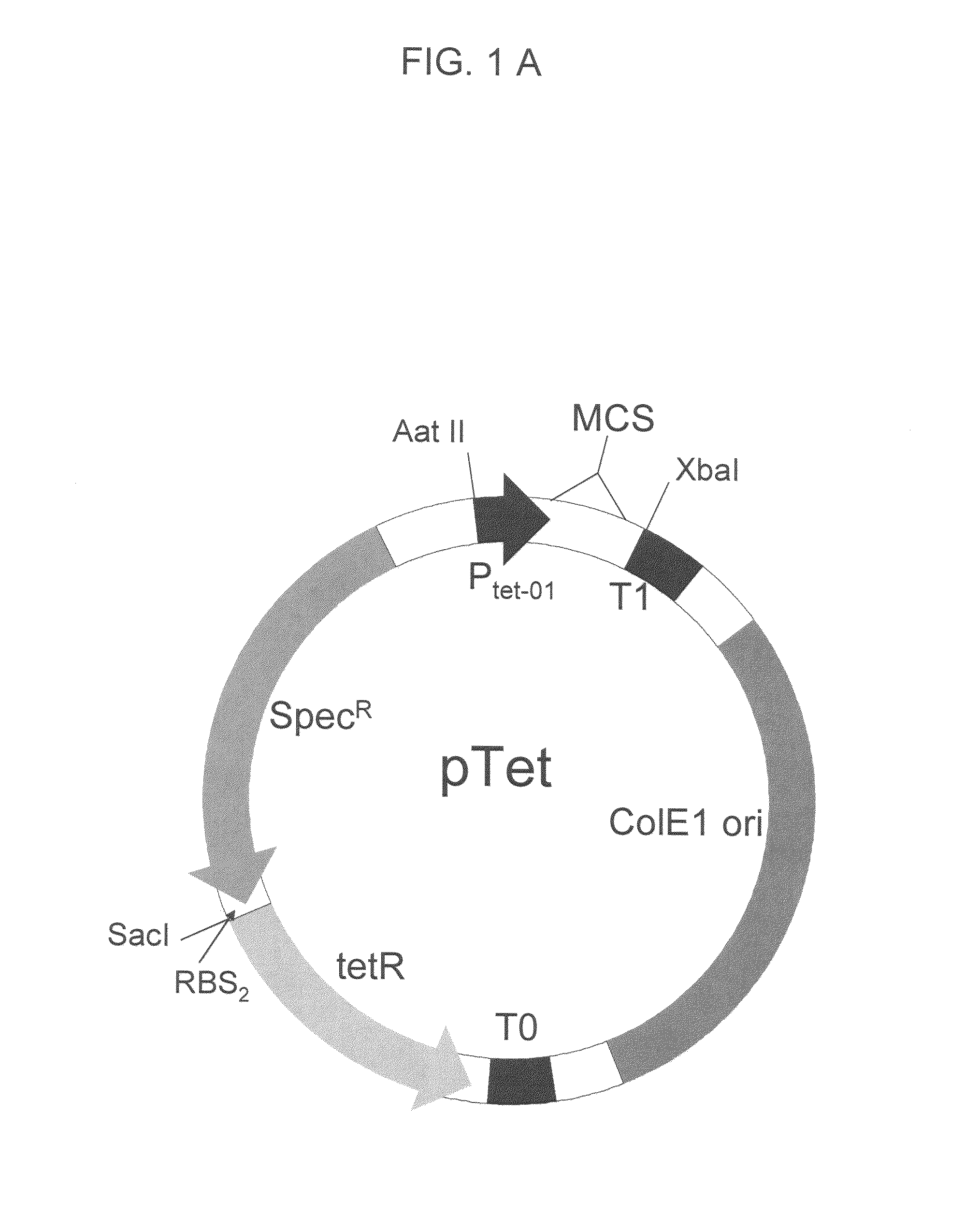 Nucleic acid encoding a self-assembling split-fluorescent protein system