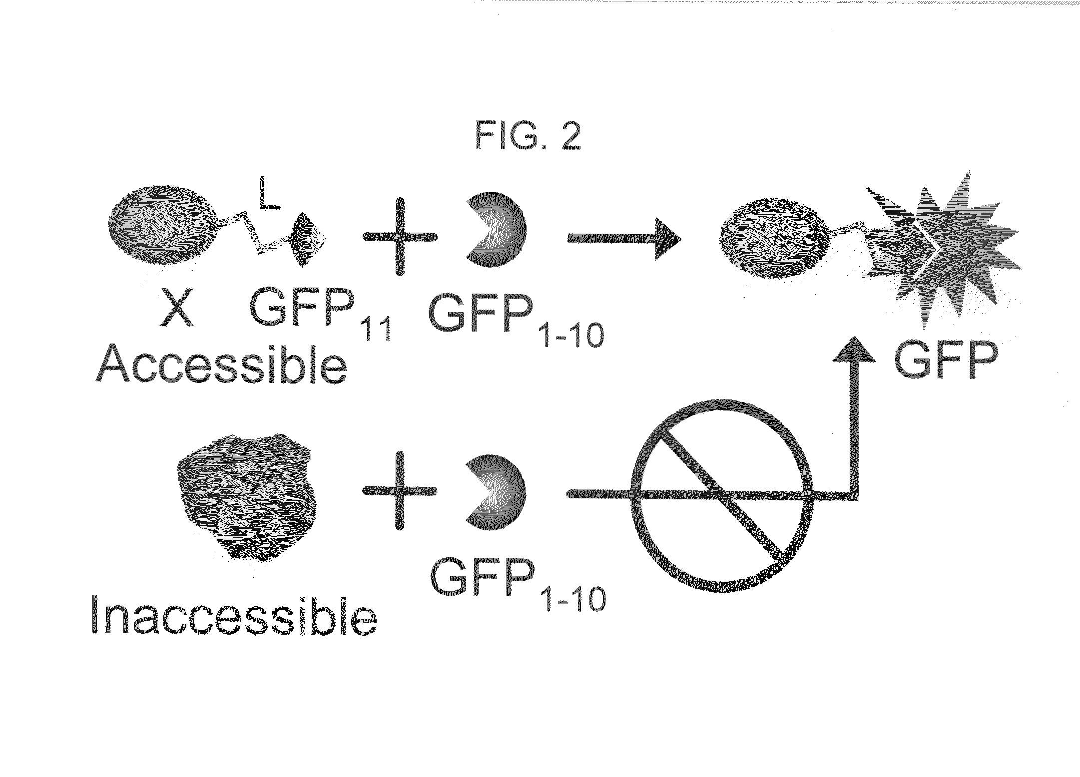 Nucleic acid encoding a self-assembling split-fluorescent protein system