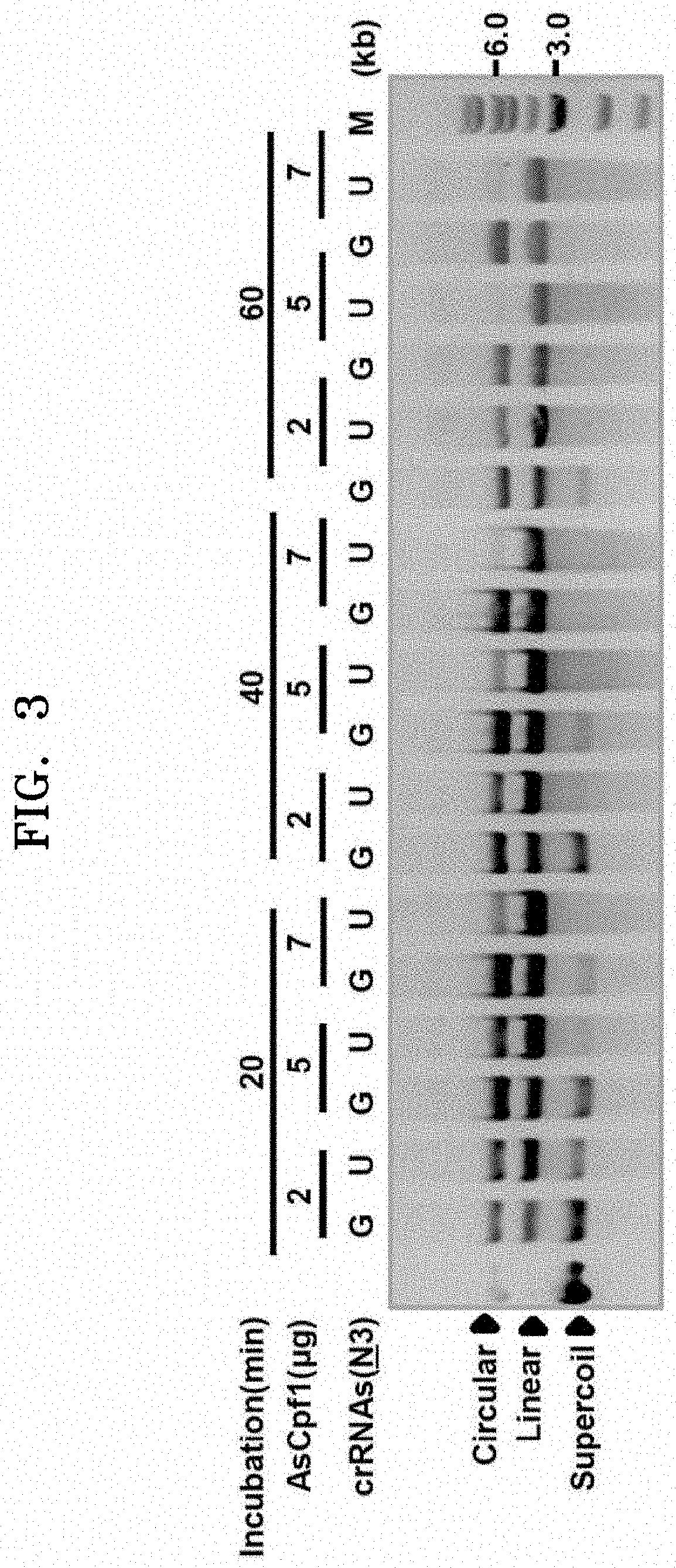 Composition for genome editing using crispr/cpf1 system and use thereof