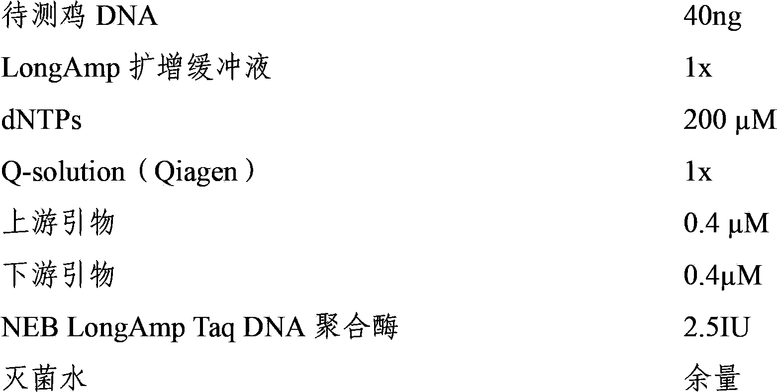 Method of screening silky character of chicken by SNP (Single Nucleotide Polymorphism) detection