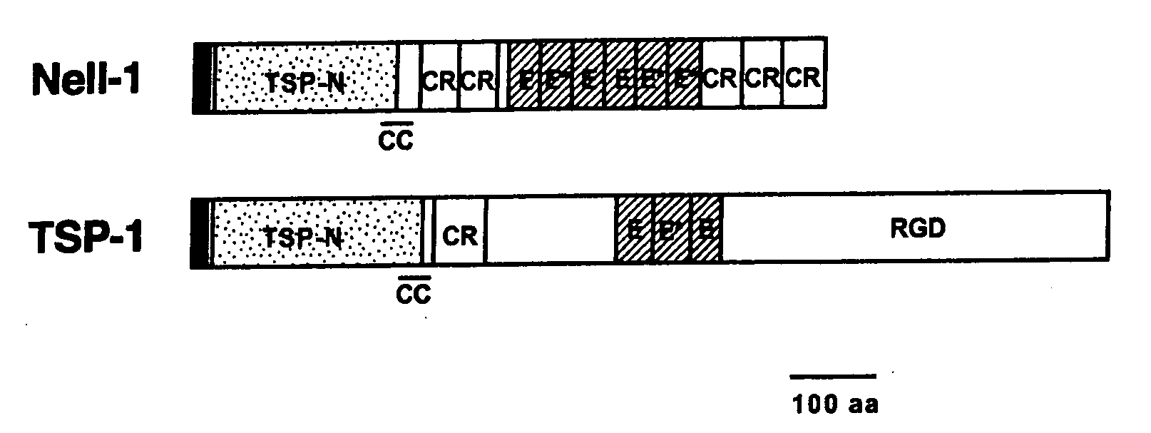 Pharmaceutical Compositions for Treating or Preventing Bone Conditions