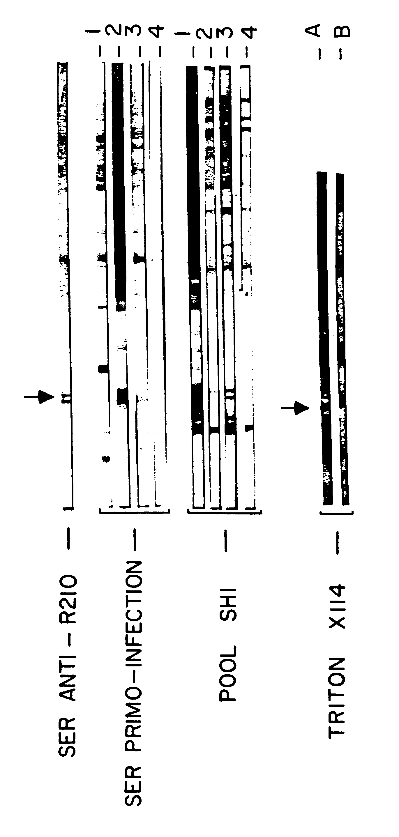 Plasmodium falciparum antigens inducing protective antibodies