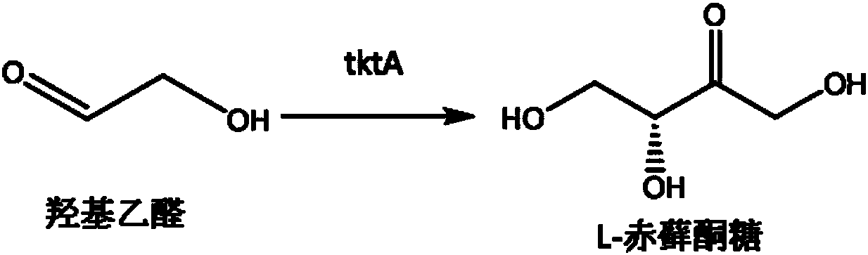 Production method of L-erythrulose and erythritol