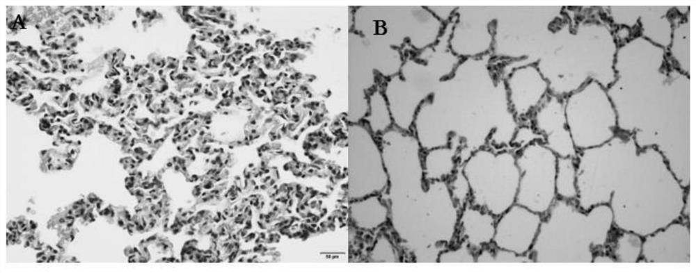 Method for constructing rat model of sepsis with multiple organ dysfunction syndrome