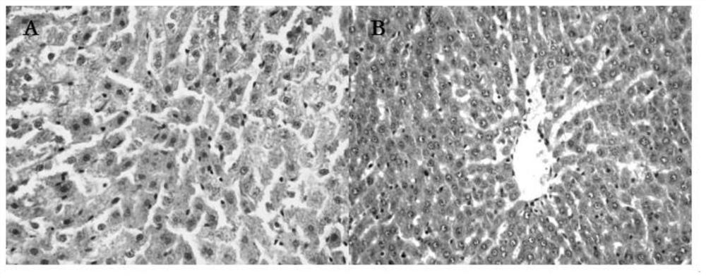 Method for constructing rat model of sepsis with multiple organ dysfunction syndrome