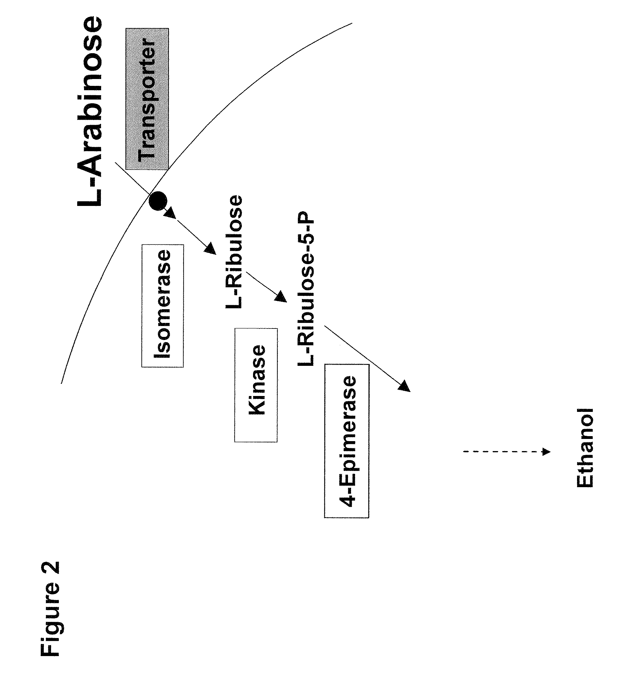 Novel Specific Arabinose Transporter from the Yeast Pichia Stipitis, and Uses Thereof