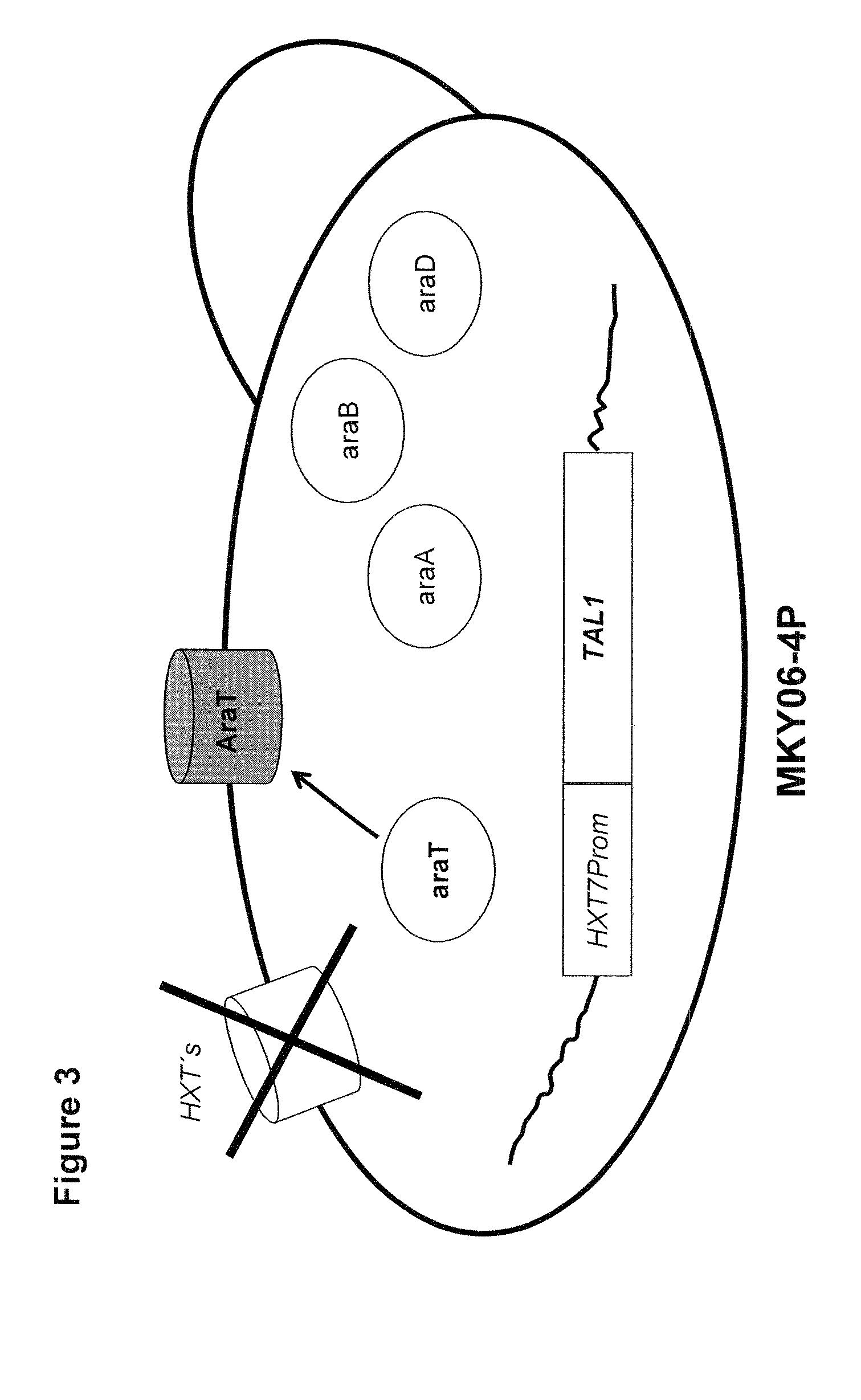 Novel Specific Arabinose Transporter from the Yeast Pichia Stipitis, and Uses Thereof