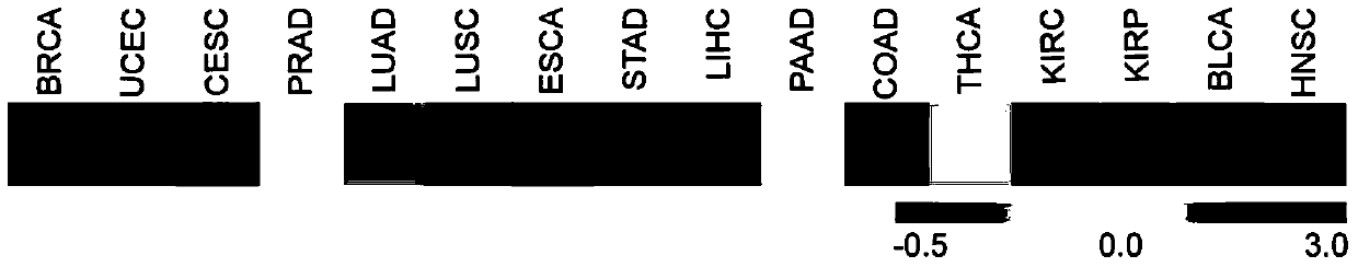 The application of the 3' untranslated region of brca2 in the preparation of tumor diagnostic, therapeutic and prognostic reagents