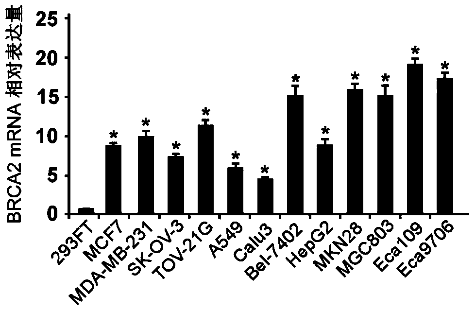 The application of the 3' untranslated region of brca2 in the preparation of tumor diagnostic, therapeutic and prognostic reagents