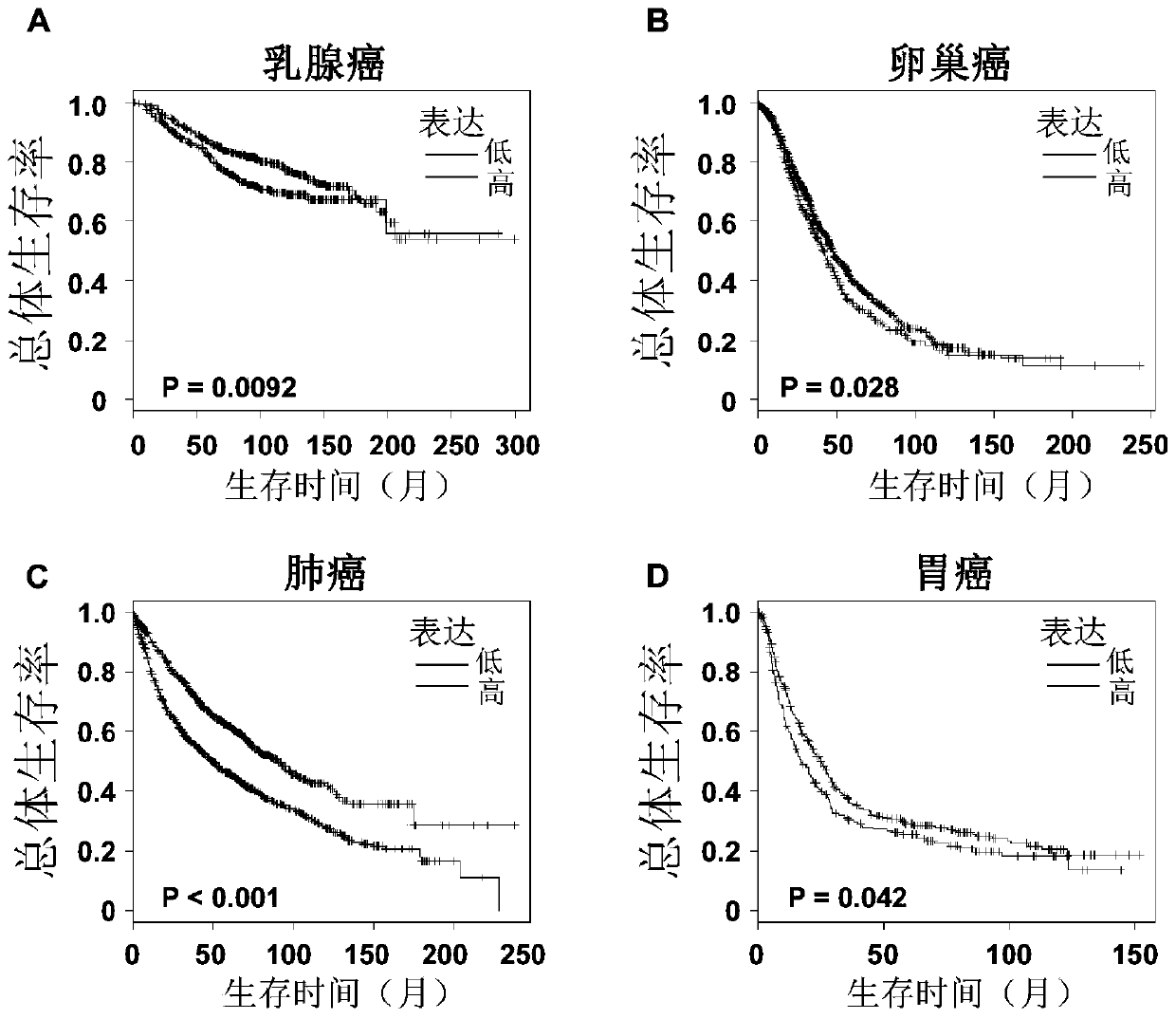 The application of the 3' untranslated region of brca2 in the preparation of tumor diagnostic, therapeutic and prognostic reagents