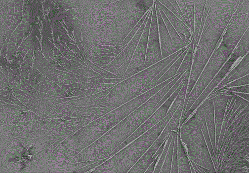 Preparation method for anionic dicarboxy cellulose green flocculation material