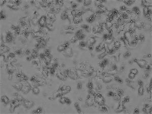 Separation and culture method for primary pig liver cells