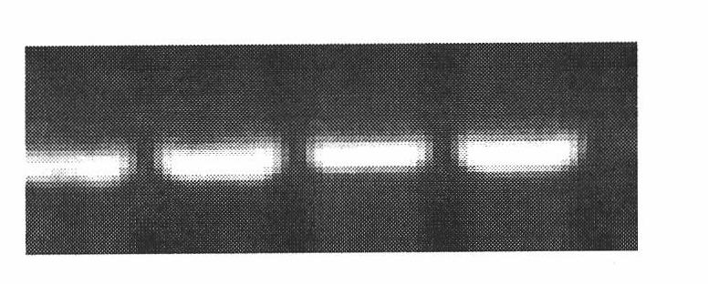 Method for evaluating PBDEs xenoestrogen effect by using gobiocyprisrarus gene expression